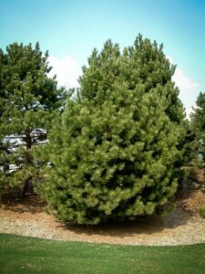 Сосна Чёрная (Pinus Nigra) купить по цене от 270.00р. в интернет-магазине «Посадика» с доставкой почтой в в Миньяре и по всей России – [изображение №1].