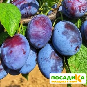 Слива Чачакская ранняя купить по цене от 229.00р. в интернет-магазине «Посадика» с доставкой почтой в в Миньяре и по всей России – [изображение №1].