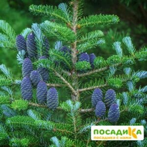 Пихта корейская (Abies koreana) купить по цене от 450.00р. в интернет-магазине «Посадика» с доставкой почтой в в Миньяре и по всей России – [изображение №1].