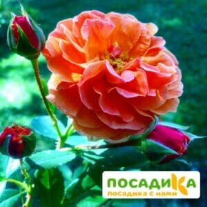 Роза Арабия купить по цене от 350.00р. в интернет-магазине «Посадика» с доставкой почтой в в Миньяре и по всей России – [изображение №1].