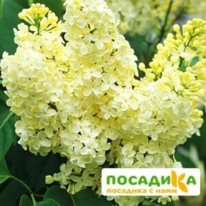 Сирень Примроуз (Primrose) купить по цене от 529.00р. в интернет-магазине «Посадика» с доставкой почтой в в Миньяре и по всей России – [изображение №1].