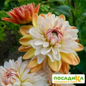 Георгина Коуп де Солейл (декоративная) купить по цене от 400р. в интернет-магазине «Посадика» с доставкой почтой в в Миньяре и по всей России – [изображение №1].