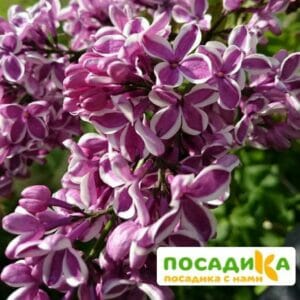 Сирень Сенсация купить по цене от 529.00р. в интернет-магазине «Посадика» с доставкой почтой в в Миньяре и по всей России – [изображение №1].