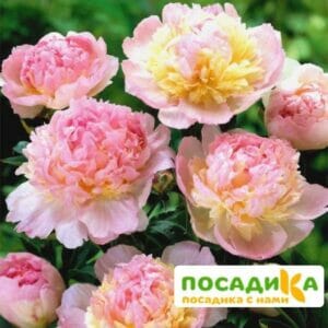 Пион Распберри Сандей (Paeonia Raspberry Sundae) купить по цене от 959р. в интернет-магазине «Посадика» с доставкой почтой в в Миньяре и по всей России – [изображение №1].