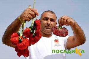 Клубника Гигант Джорнея купить по цене от 266р. в интернет-магазине «Посадика» с доставкой почтой в в Миньяре и по всей России – [изображение №1].