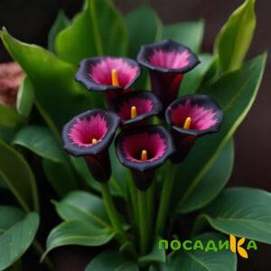 Калла Аура Лейс купить по цене от 400р. в интернет-магазине «Посадика» с доставкой почтой в в Миньяре и по всей России – [изображение №1].