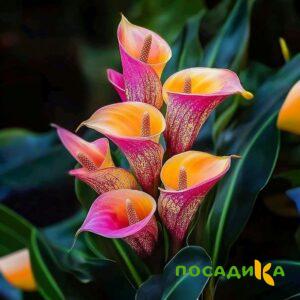 Калла Оникс купить по цене от 450р. в интернет-магазине «Посадика» с доставкой почтой в в Миньяре и по всей России – [изображение №1].
