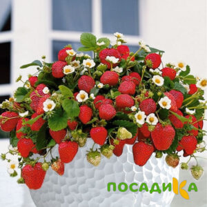 Клубника Рубиновый Шепот (горшечная) купить по цене от 240р. в интернет-магазине «Посадика» с доставкой почтой в в Миньяре и по всей России – [изображение №1].