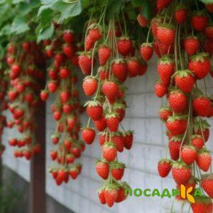 Клубника вьющаяся Комплимент купить по цене от 470р. в интернет-магазине «Посадика» с доставкой почтой в в Миньяре и по всей России – [изображение №1].