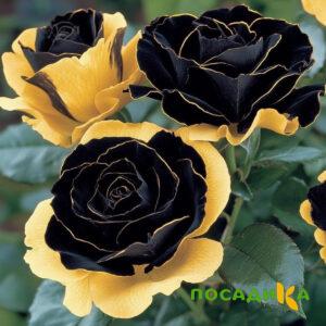 Роза Ханни Сикл купить по цене от 700р. в интернет-магазине «Посадика» с доставкой почтой в в Миньяре и по всей России – [изображение №1].