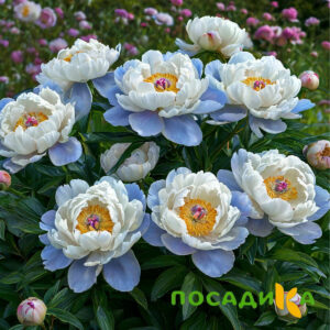 Пион акварельный Этюд купить по цене от 806р. в интернет-магазине «Посадика» с доставкой почтой в в Миньяре и по всей России – [изображение №1].
