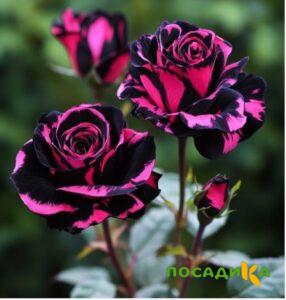 Роза Багровый Шепот купить по цене от 366р. в интернет-магазине «Посадика» с доставкой почтой в в Миньяре и по всей России – [изображение №1].
