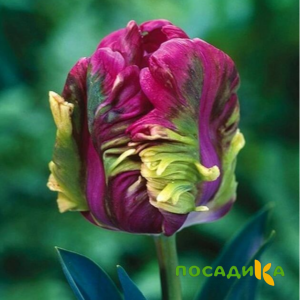 Тюльпан Экзотик Хэвен купить по цене от 186р. в интернет-магазине «Посадика» с доставкой почтой в в Миньяре и по всей России – [изображение №1].